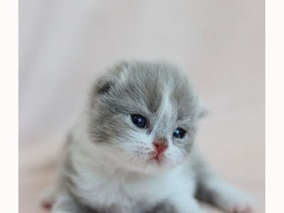 Rare Colored, Pedigreed British Longhair kittens