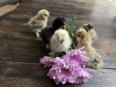Adorable Silkie Chicks - Ready for New Homes