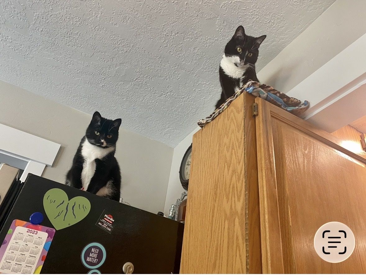 New home for our house cats