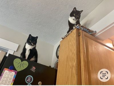 New home for our house cats
