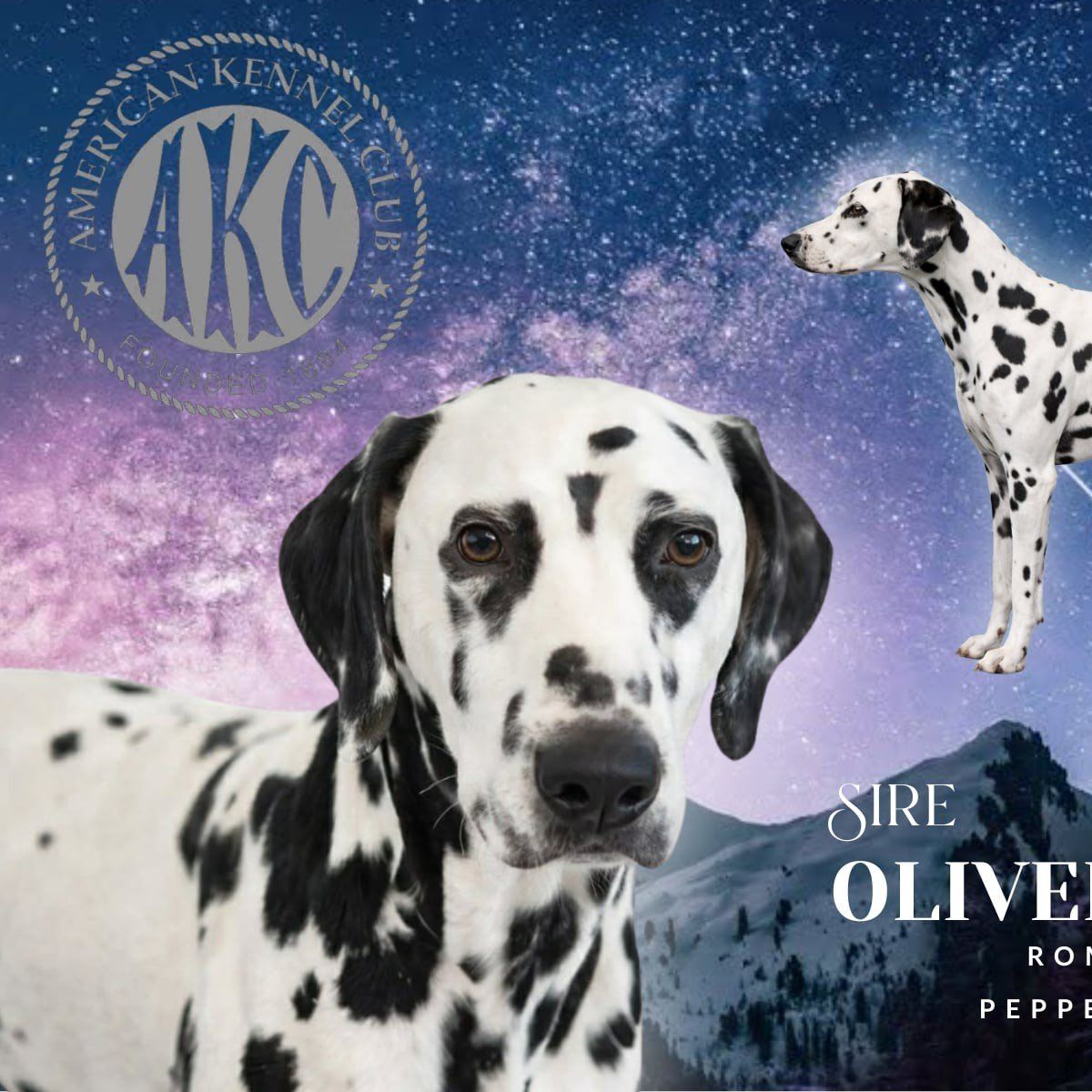 PROVEN AKC DALMATIAN STUD