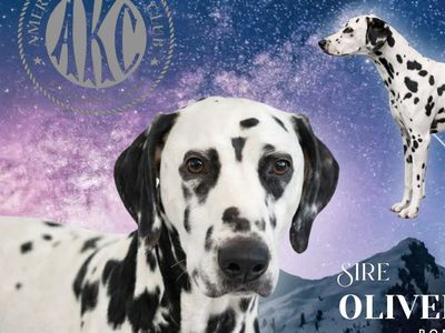 PROVEN AKC DALMATIAN STUD
