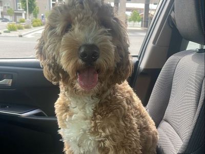 Goldendoodle - Looking for a Loving Home