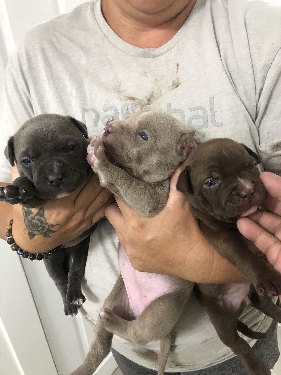 Blue nose pit bull puppys