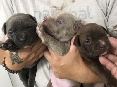 Blue nose pit bull puppys