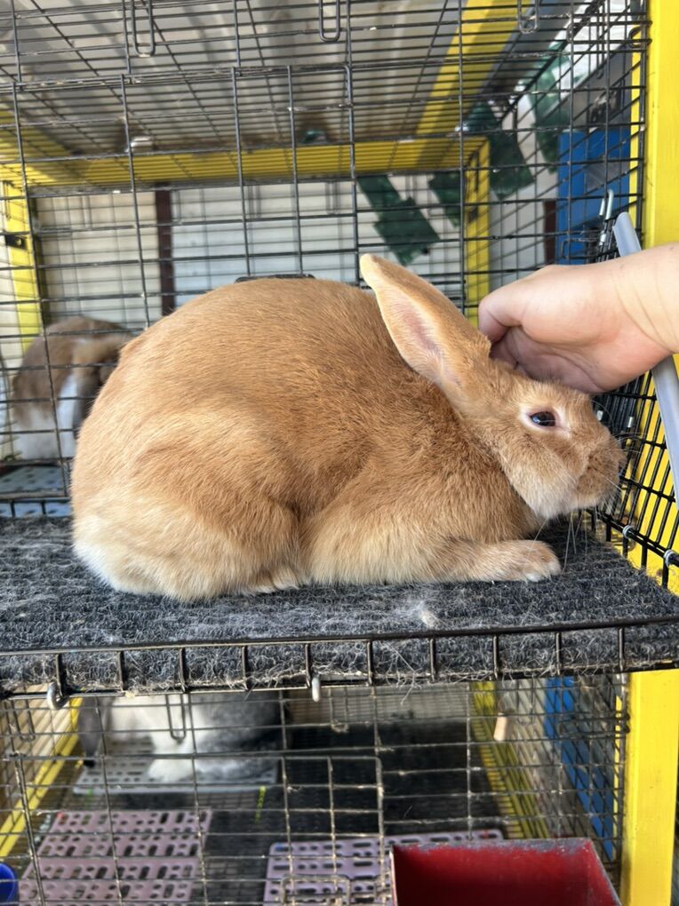 Breeding Quality Palomino Rabbits