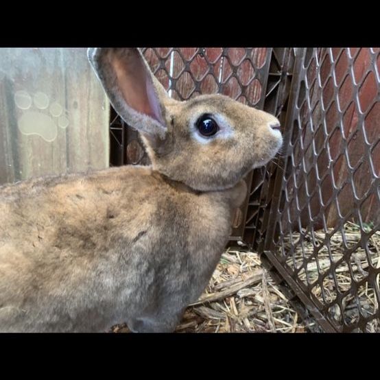 Purebred Standard Rex Rabbit Doe