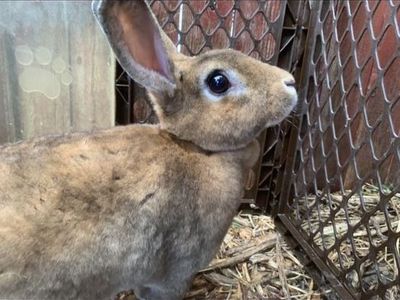 Purebred Standard Rex Rabbit Doe
