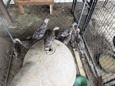 Turkeys