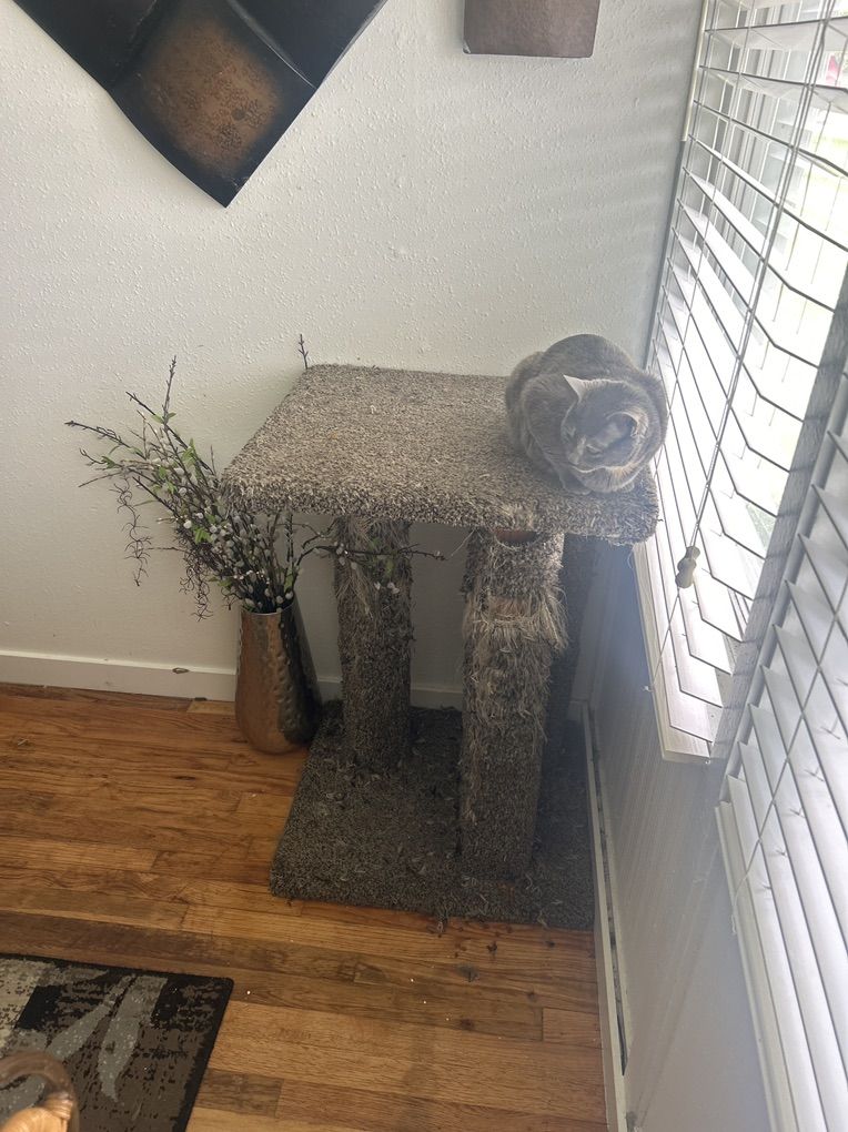 Cat Activity Gym