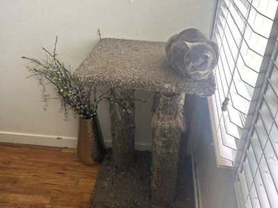 Cat Activity Gym