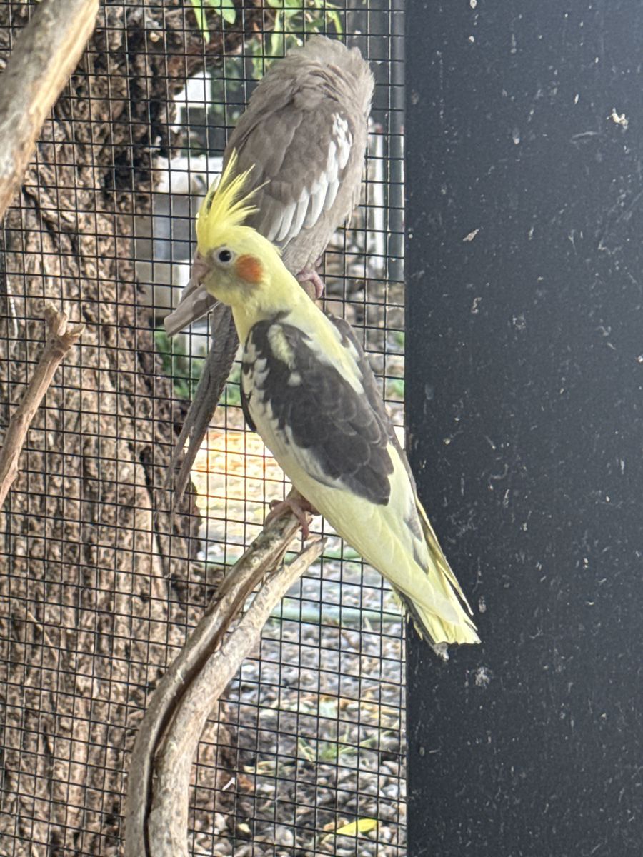 Cockatiel