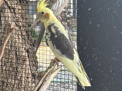 Cockatiel