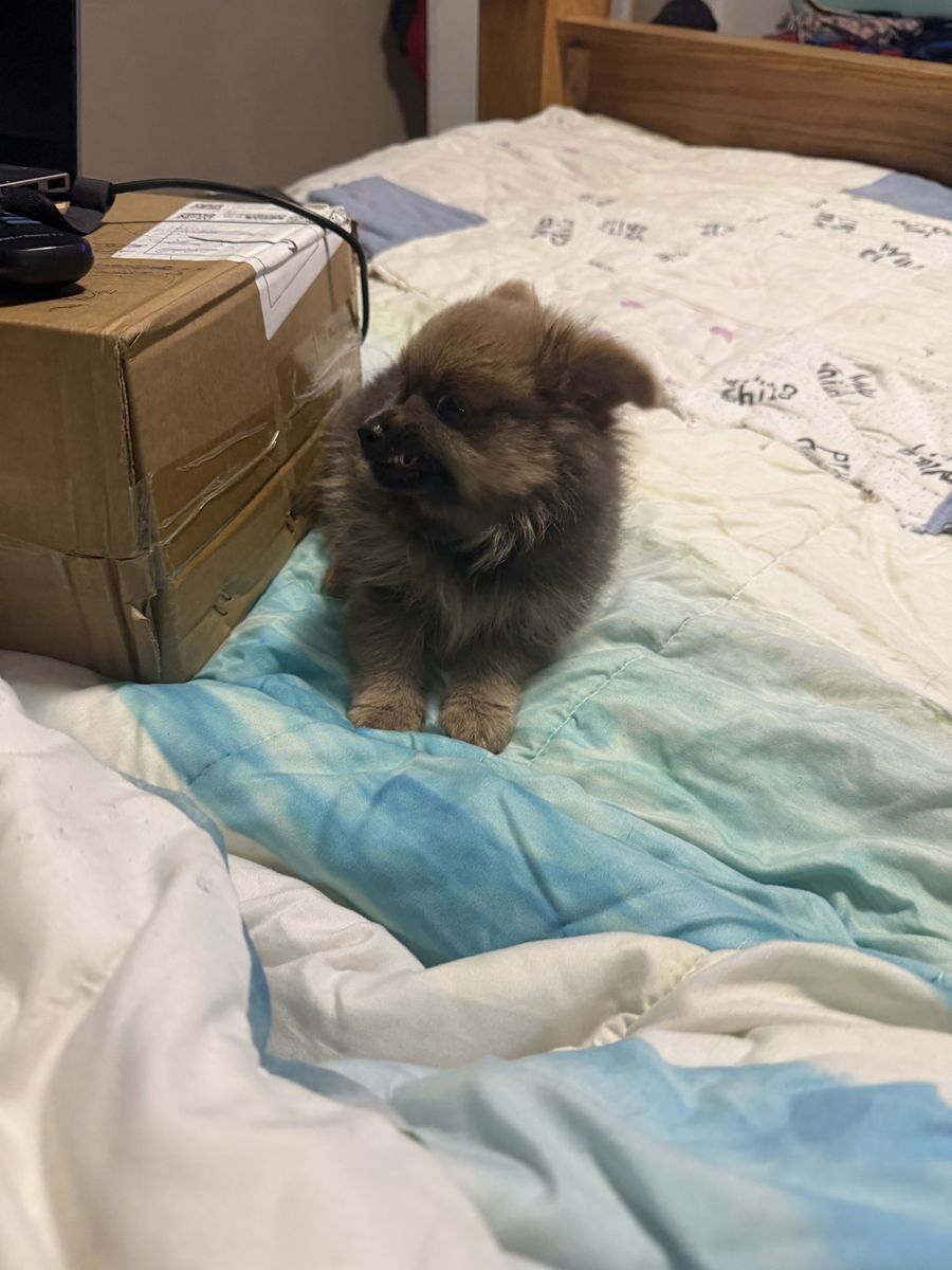 75% Pomeranian 25% Shih Tzu Puppies - 8 Week Old Girl