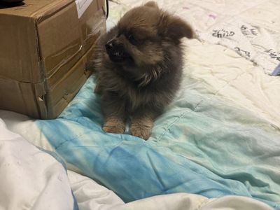 75% Pomeranian 25% Shih Tzu Puppies - 8 Week Old Girl
