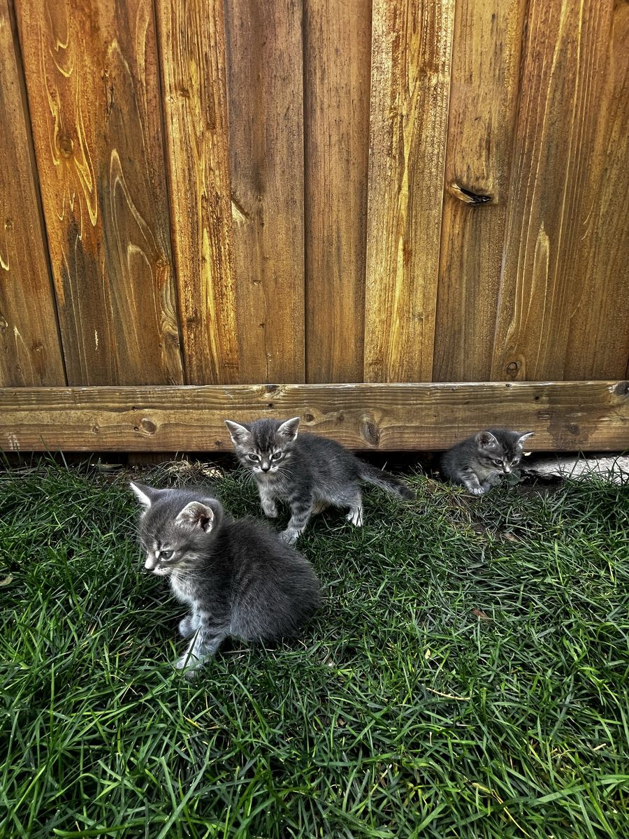Domestic Shorthair Tabby Kitten