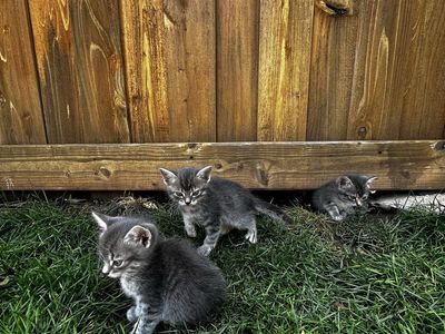 Domestic Shorthair Tabby Kitten