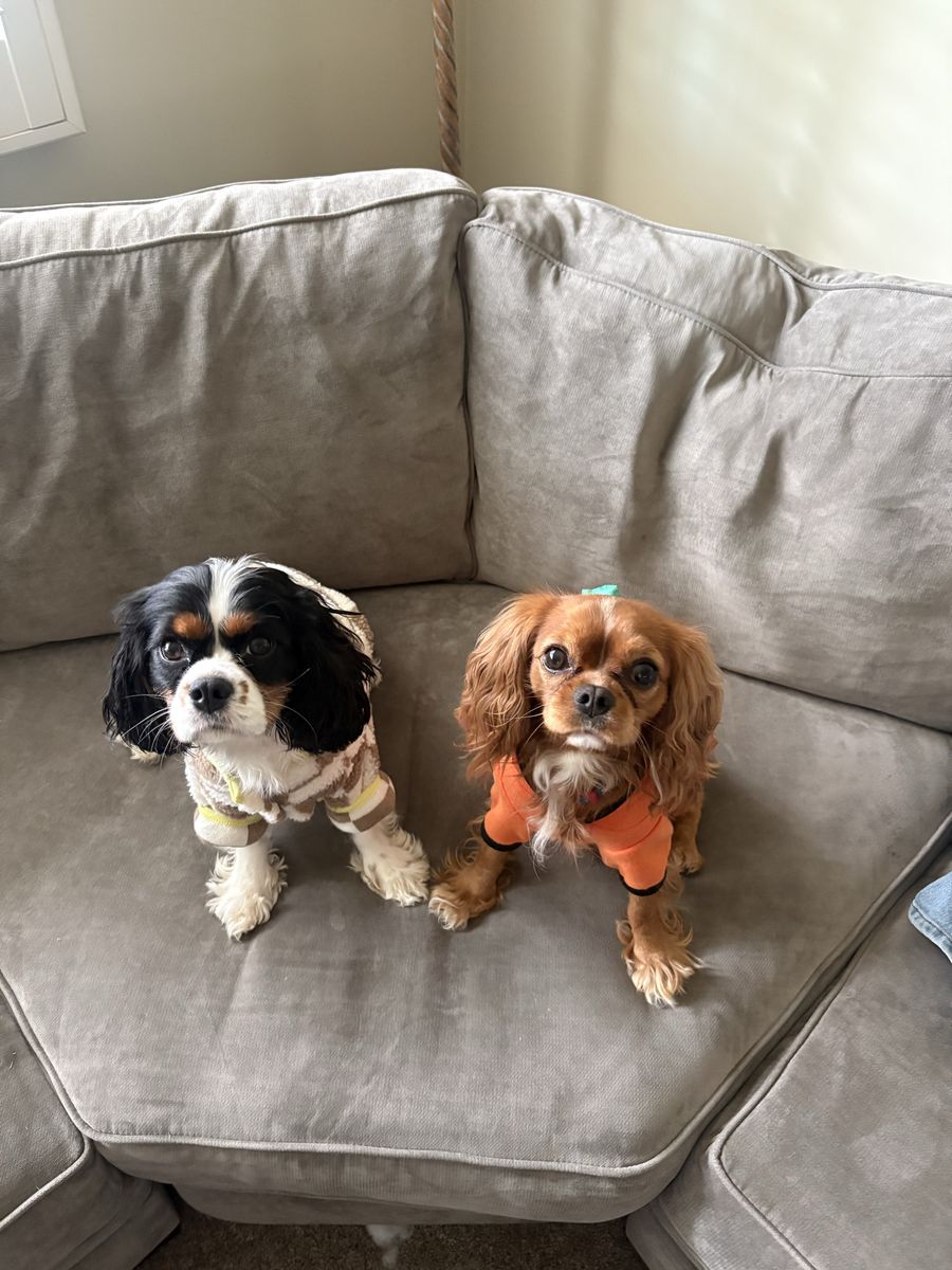 2 King Charles cavalier spaniel