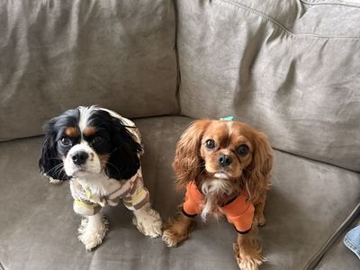 2 King Charles cavalier spaniel