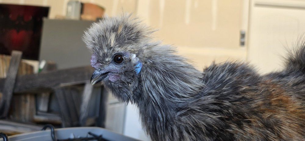 Beautiful silkie roos and a polish roo Free