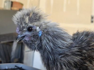 Beautiful silkie roos and a polish roo Free