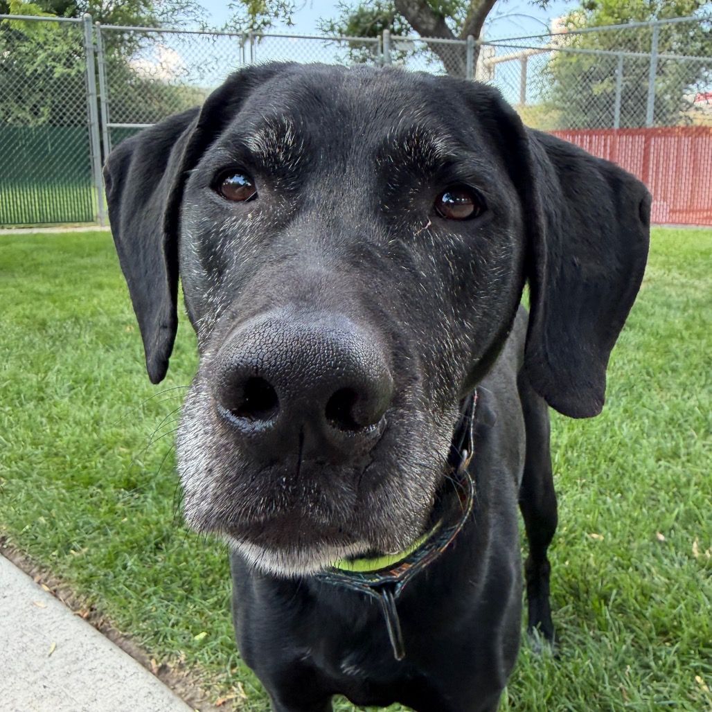 Hello my name is Sarge