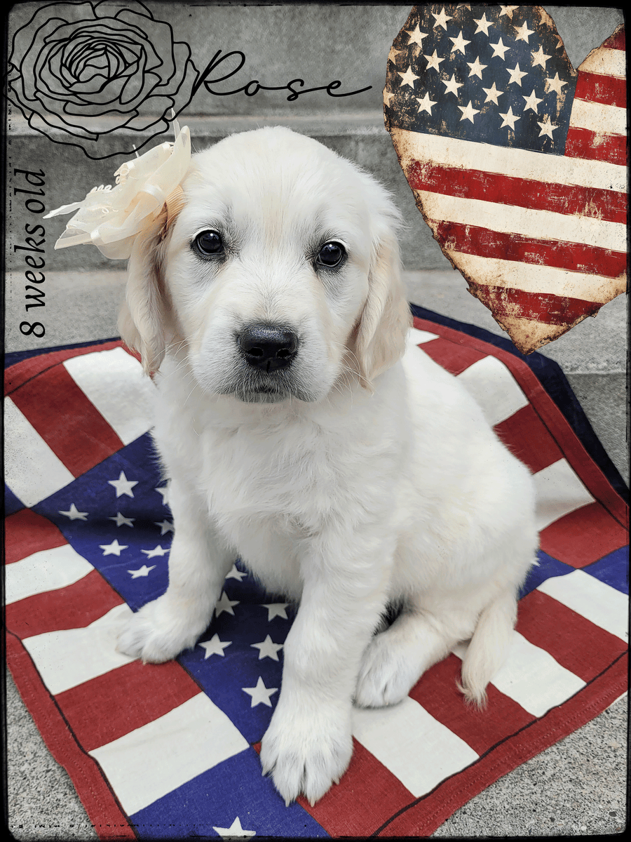 AKC European Golden Retriever Pups