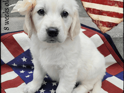 AKC European Golden Retriever Pups