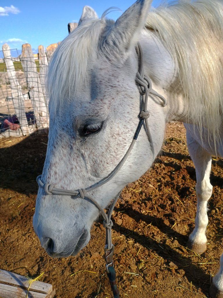 15 Year Old Gelding Quarter/Arabian