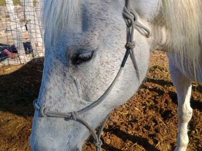 15 Year Old Gelding Quarter/Arabian
