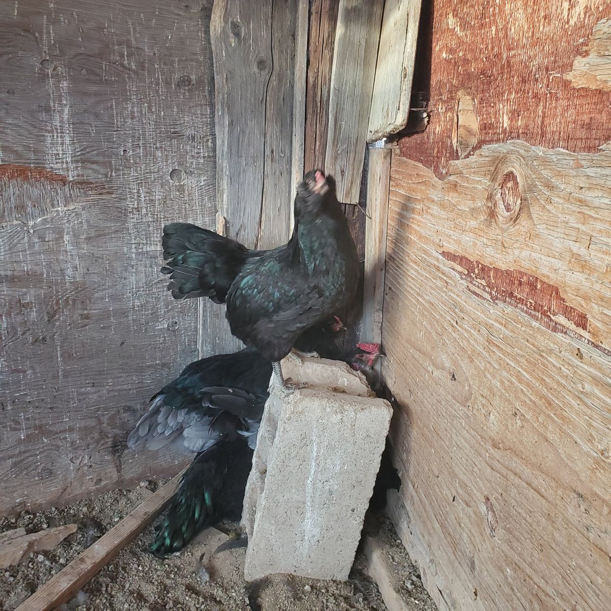 pullets 4 months old