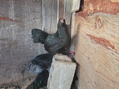 pullets 4 months old