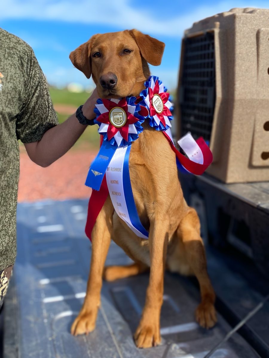 AKC Fox Red Lab