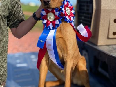 AKC Fox Red Lab