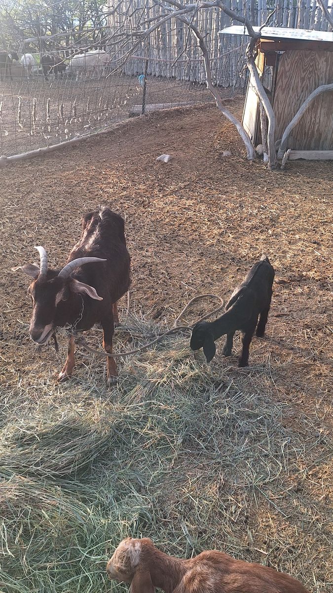 Female goats