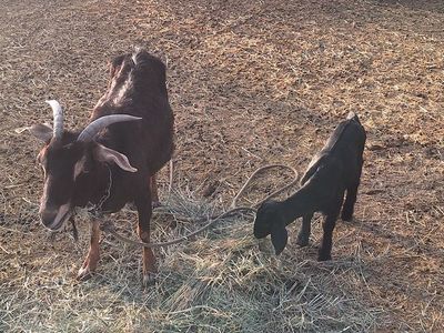 Female goats