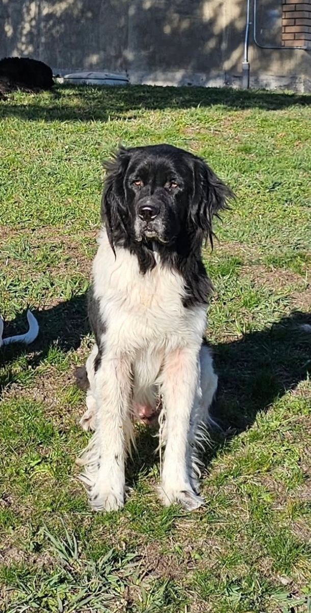 Female Newfoundland