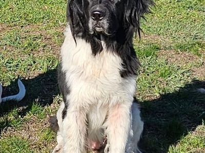 Female Newfoundland