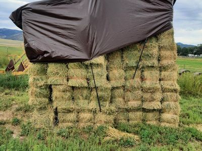 2nd crop alfalfa
