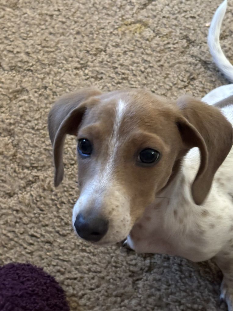 Miniature Dachshunds