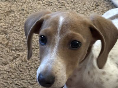 Miniature Dachshunds