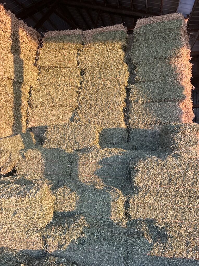 Alfalfa Hay And Delivery