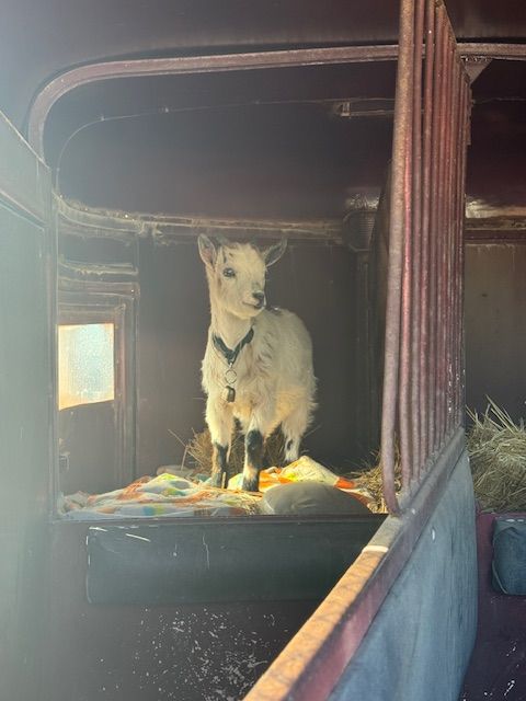 Nigerian Dwarfs 12weeks old