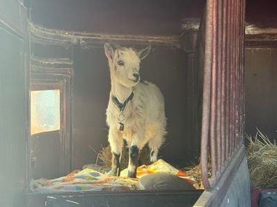 Nigerian Dwarfs 12weeks old