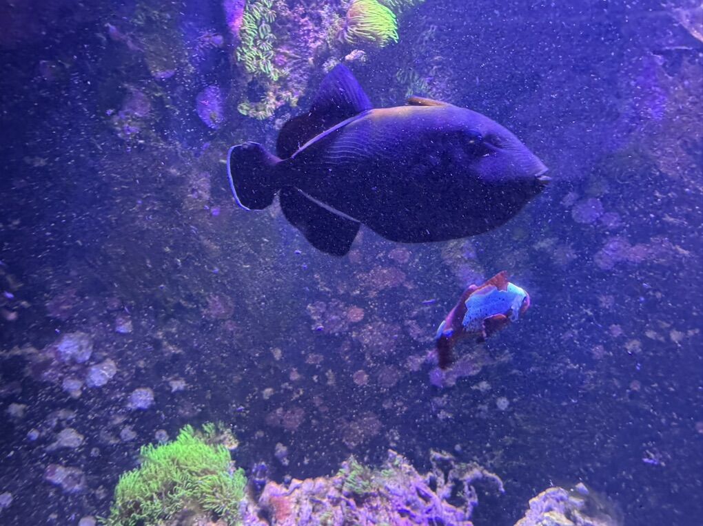 XL Black Skirt Trigger Fish