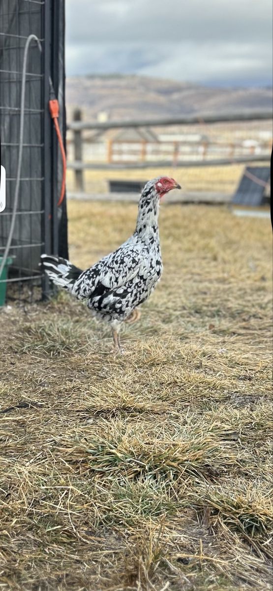 Shamo Gamefowl Hens