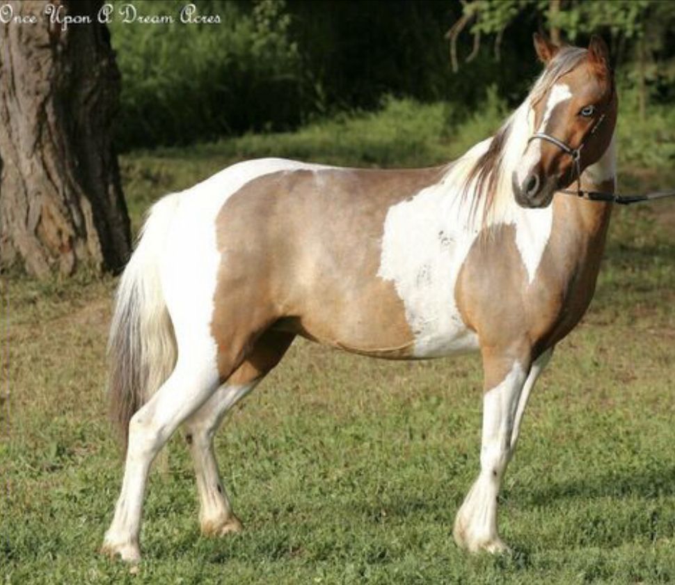ASPC Registered Family/Kids Shetland Pony Mare – Proven Broodmare