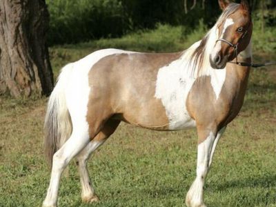 ASPC Registered Family/Kids Shetland Pony Mare – Proven Broodmare