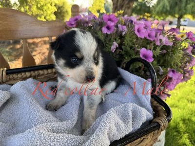 Texas Heeler Puppies