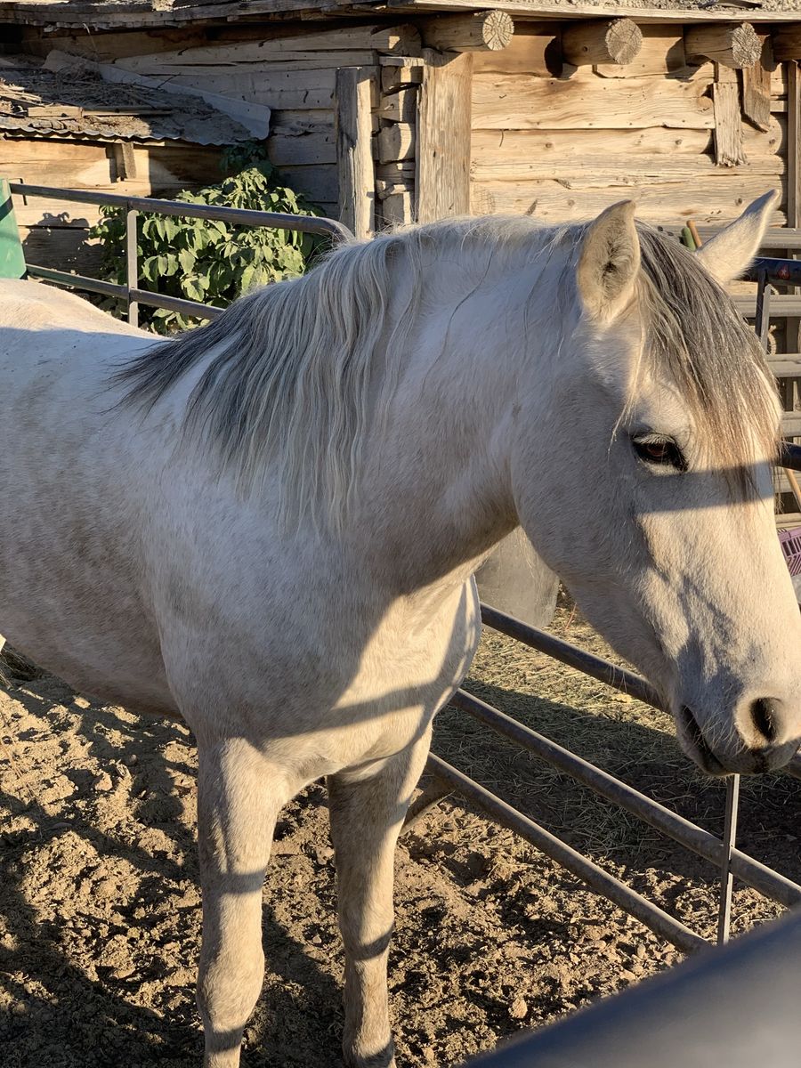 Grey mustang mare